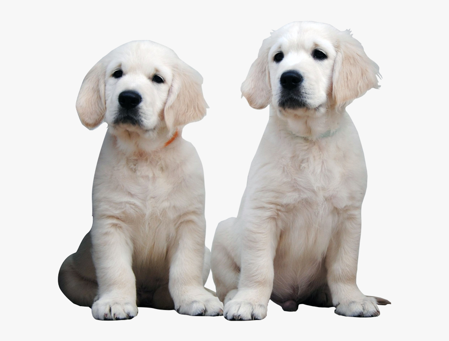 Labrador Retriever, Transparent Clipart