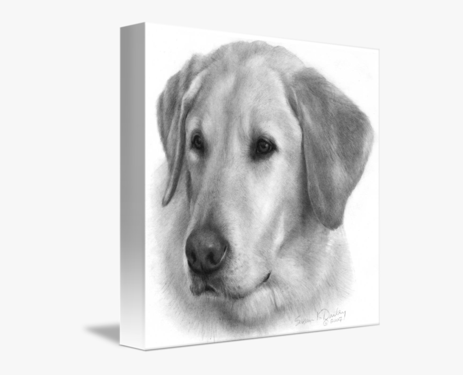 Labrador Retriever Golden Retriever Puppy Drawing - Labrador Retriever Drawing, Transparent Clipart