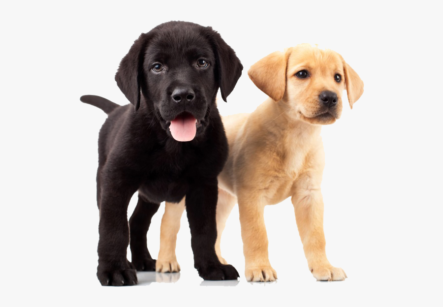 Golden Retriever Puppies - Yellow Lab Chocolate Lab, Transparent Clipart