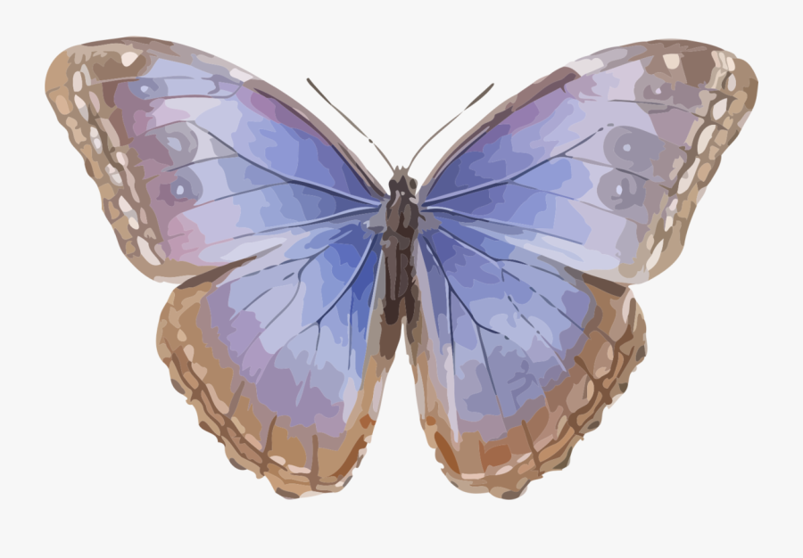 Butterfly,lilac,moth - Morpho Helenor Octavia, Transparent Clipart
