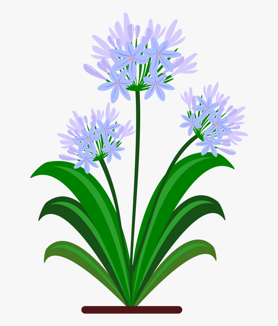 All Photo Png Clipart - Agapanthus Clip Art, Transparent Clipart