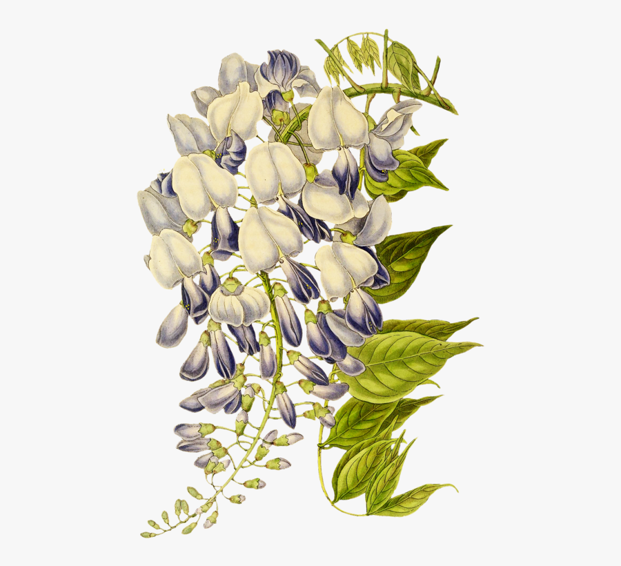 Wisteria Clipart Botanical Drawing - Art Nouveau Design Flowers, Transparent Clipart