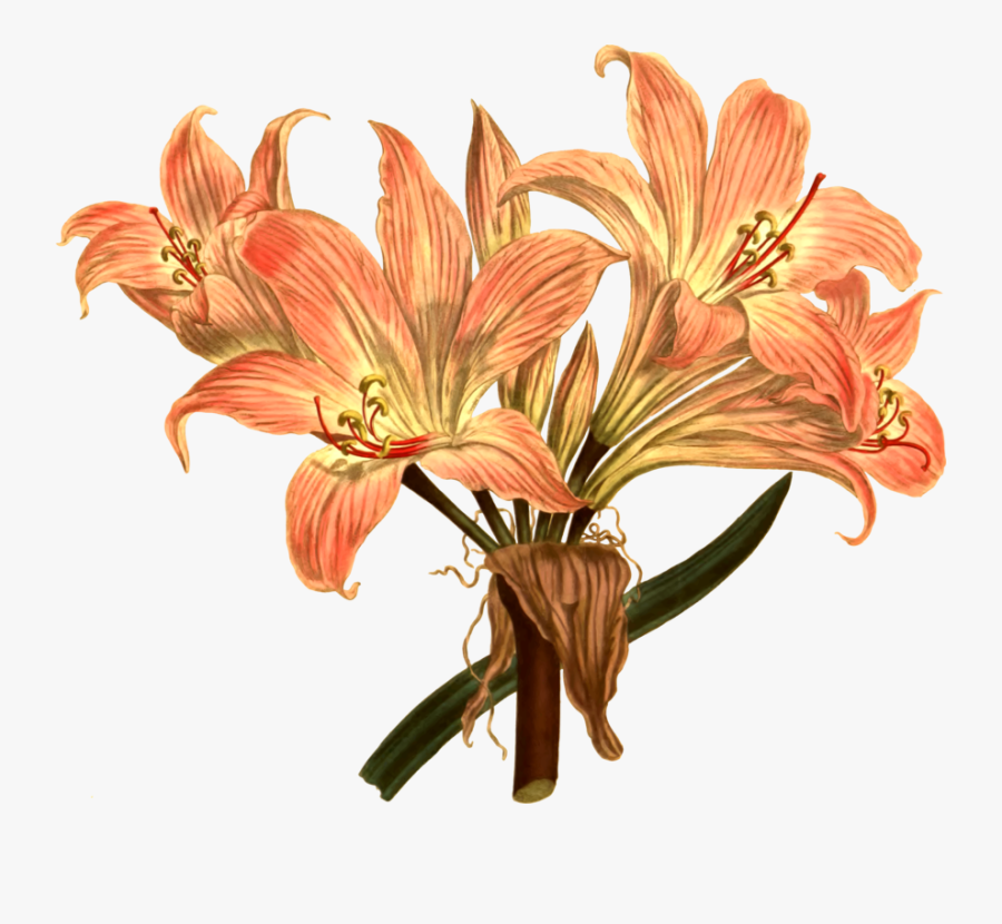 Botanical Illustration Botanical Computer, Transparent Clipart