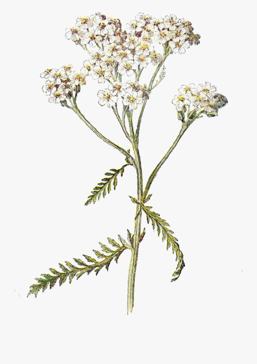 Yarrow Painting, Transparent Clipart