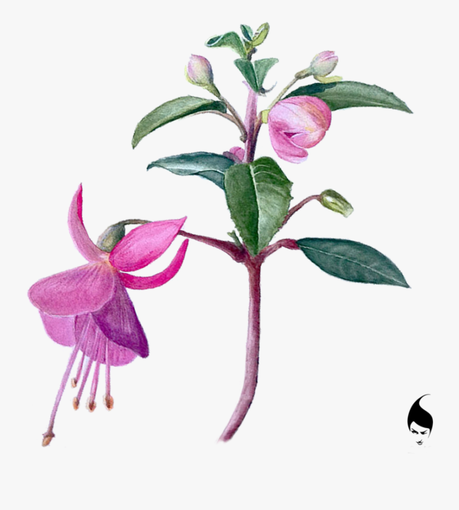 Clip Art Illustrations On Behance - Rosa Glauca, Transparent Clipart