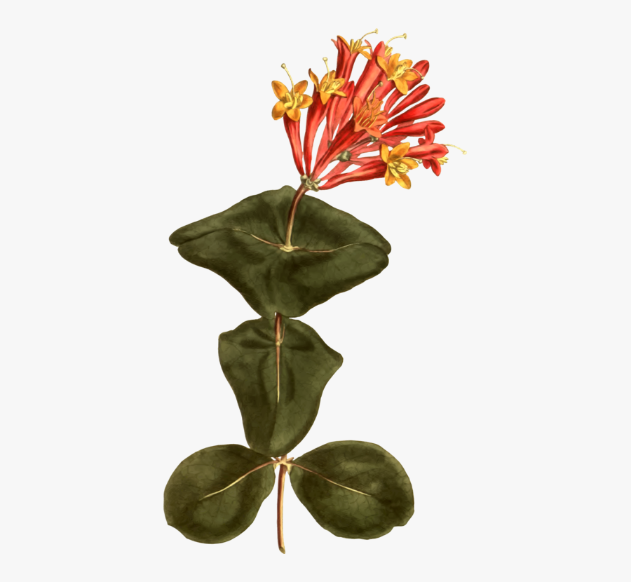 Plant,flower,leaf - Orange Honeysuckle Botanical Art, Transparent Clipart