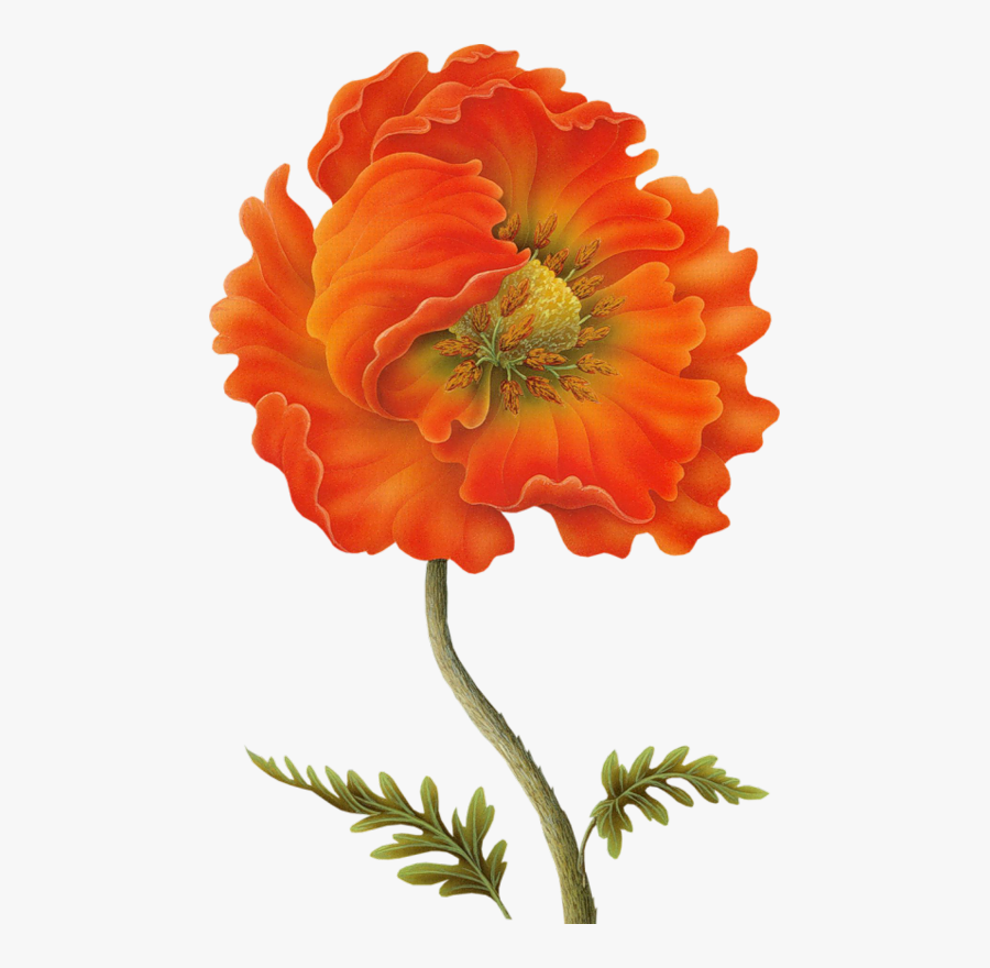 Poppy Clipart Vintage Botanical - Watercolor Painting, Transparent Clipart