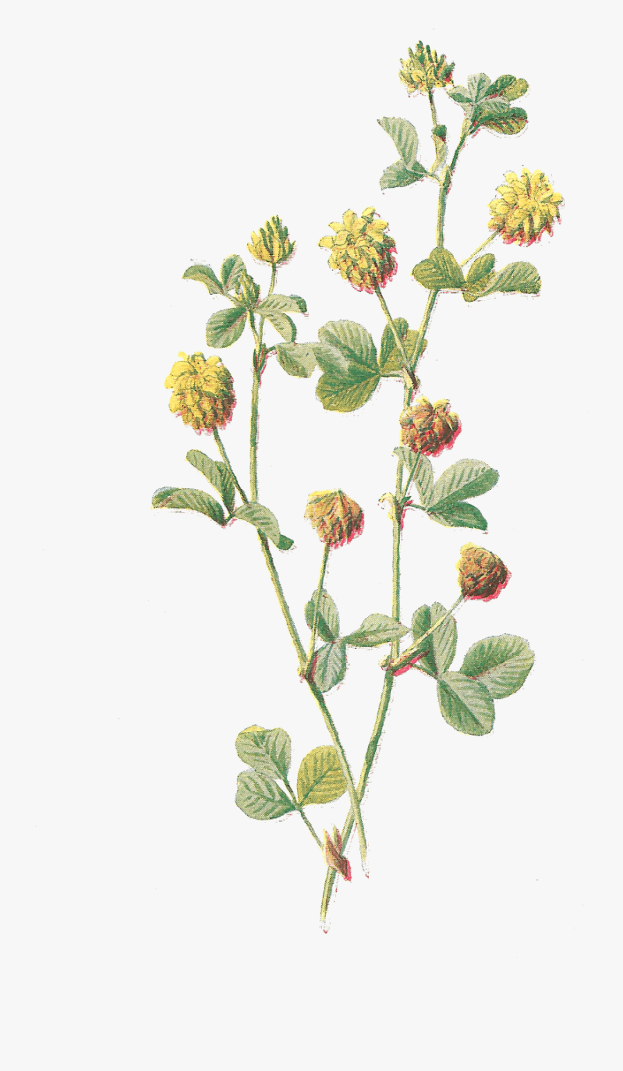 Free Botanical Clip Art - Botanical Flower Drawings Png, Transparent Clipart