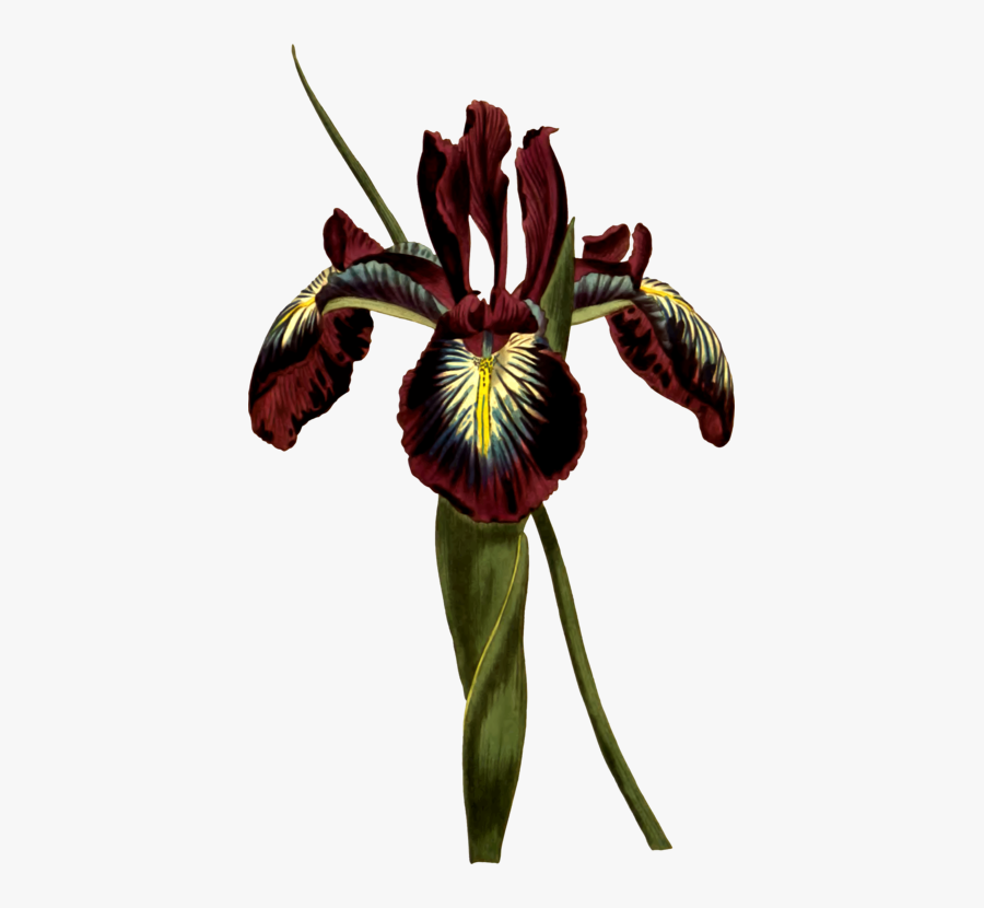 Cactaceae Biodiversity Heritage Library, Transparent Clipart