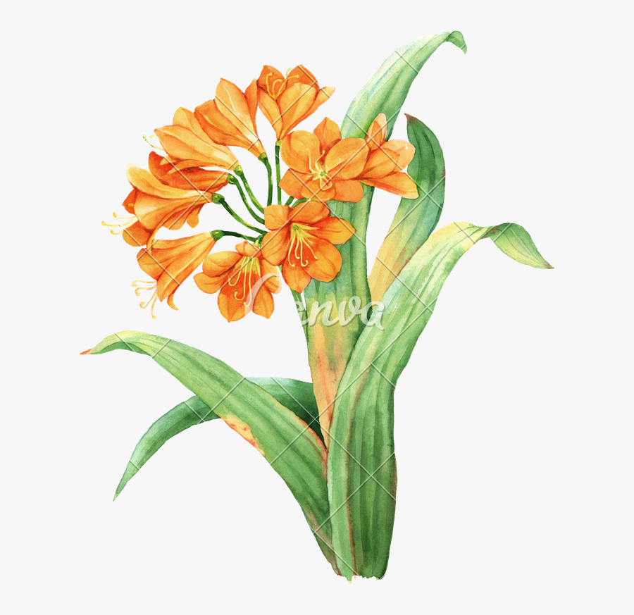 Orange Watercolor Botanical Photos Clipart Stock - Lirio Ilustração Botânica, Transparent Clipart