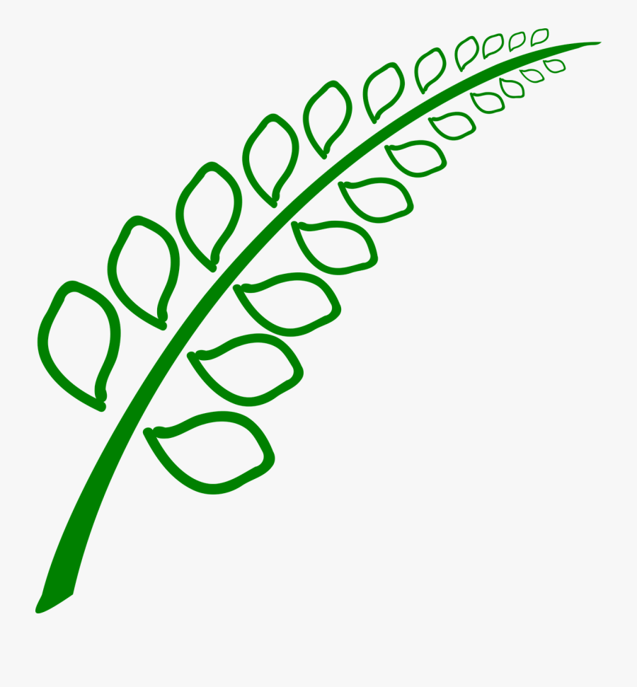 Botany Plant Leaves Free Picture - รูปภาพ พืช สวย ๆ Png, Transparent Clipart