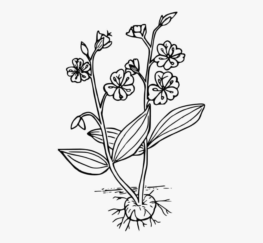 Art,symmetry,monochrome Photography - Western Spring Beauty Drawing, Transparent Clipart