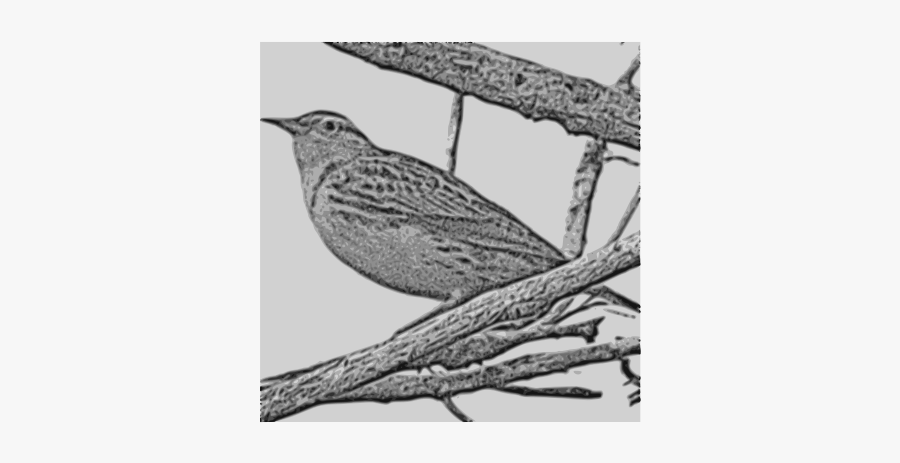 Western Meadowlark - Sketch, Transparent Clipart