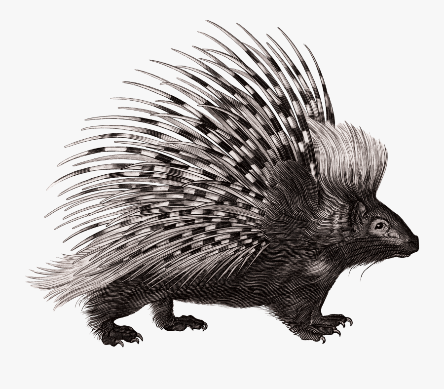 Crested Porcupine Rodent Zoological Lectures Delivered - Porcupine Illustration, Transparent Clipart