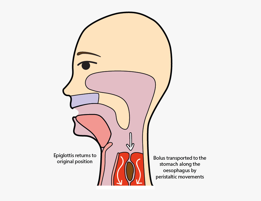 Oral Phase Of Swallowing, Transparent Clipart