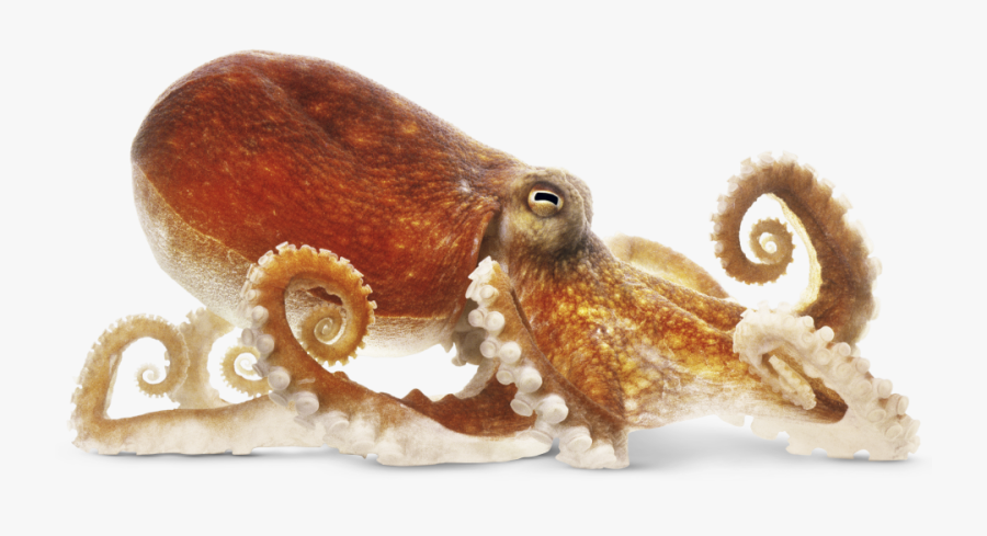 Clip Art Octopus Photos - Octopus From The Side, Transparent Clipart