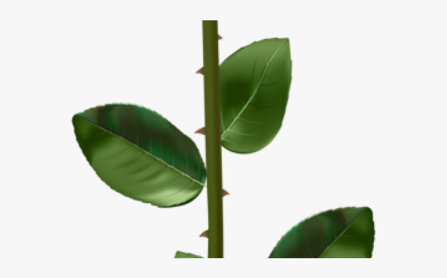 Stem Clipart Green Flower - Transparent Background White Rose Png, Transparent Clipart