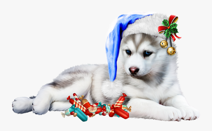 Transparent Background Siberian Husky Puppy Png, Transparent Clipart