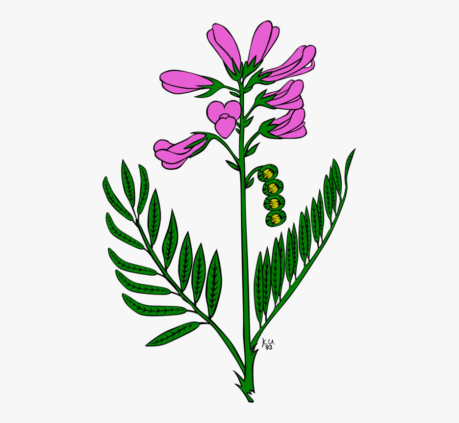 Plant,flora,leaf - Snapdragon Clipart, Transparent Clipart