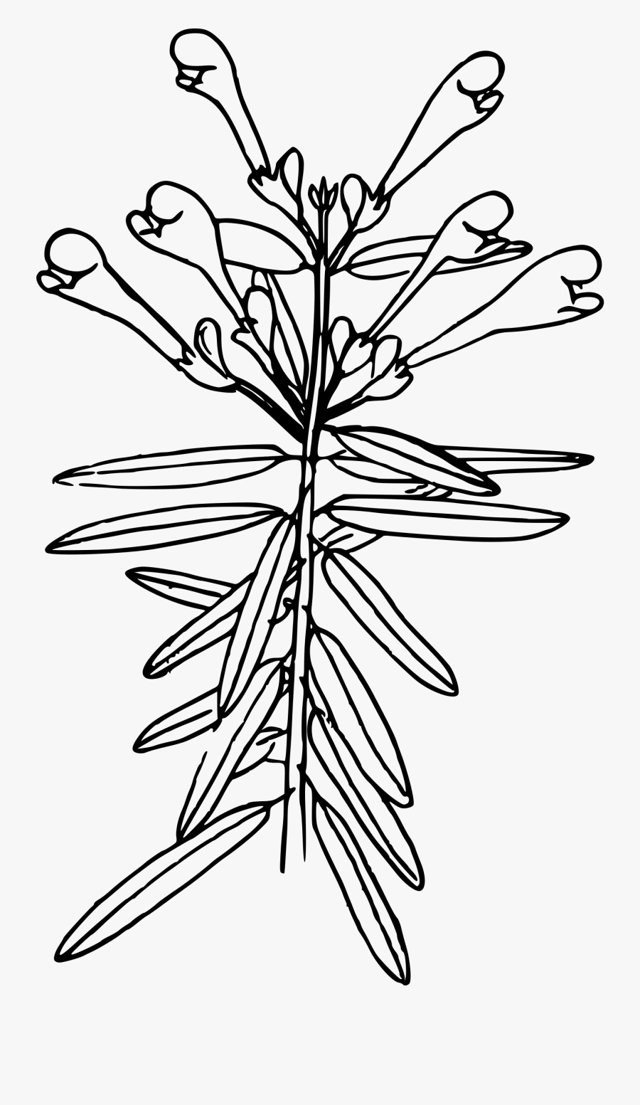 Clipart - Skullcap Line Art, Transparent Clipart