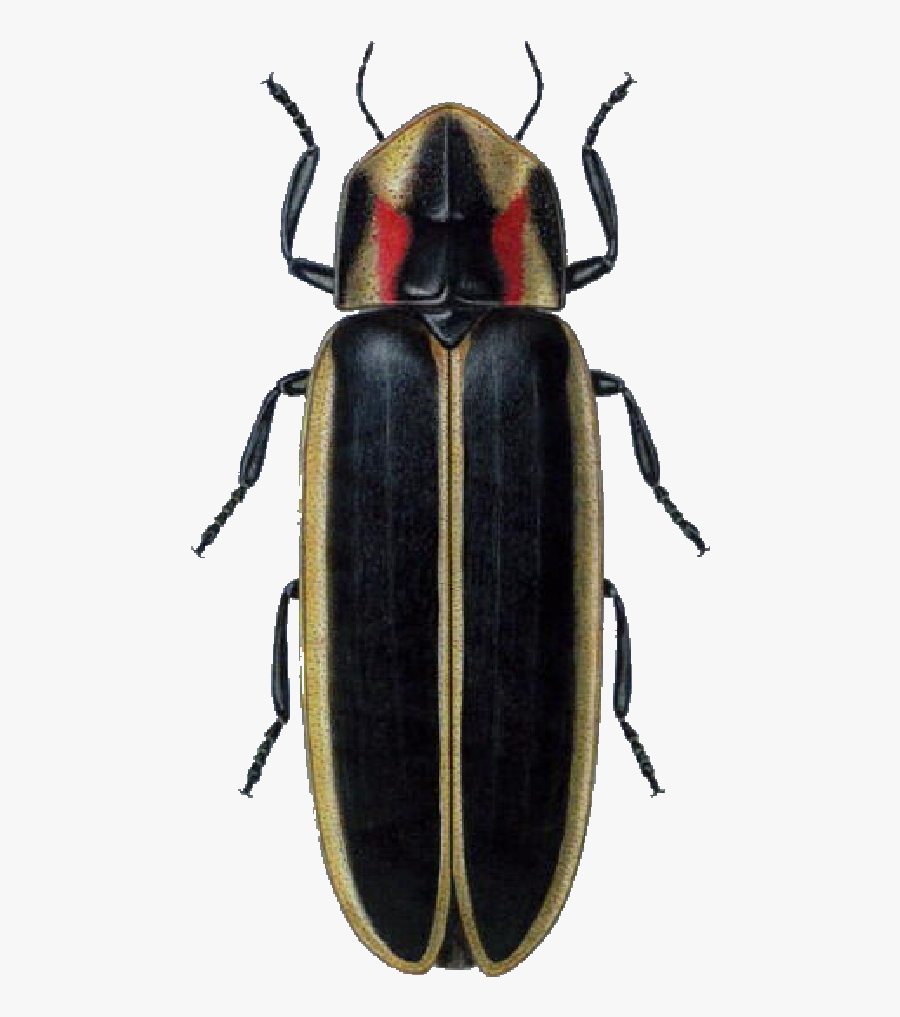 Lightning Bug Topside From Www - Fire Fly Indiana, Transparent Clipart