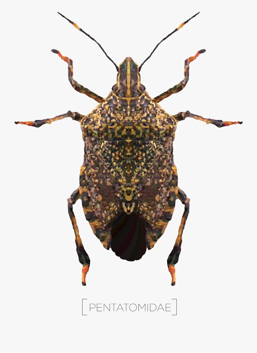 Vector Bug Stink - Weevil, Transparent Clipart