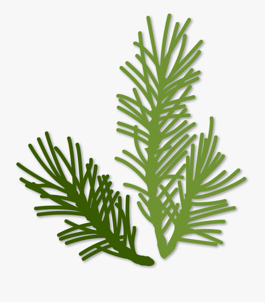 Clip Art Pine Sprig - Sprigs Svg, Transparent Clipart