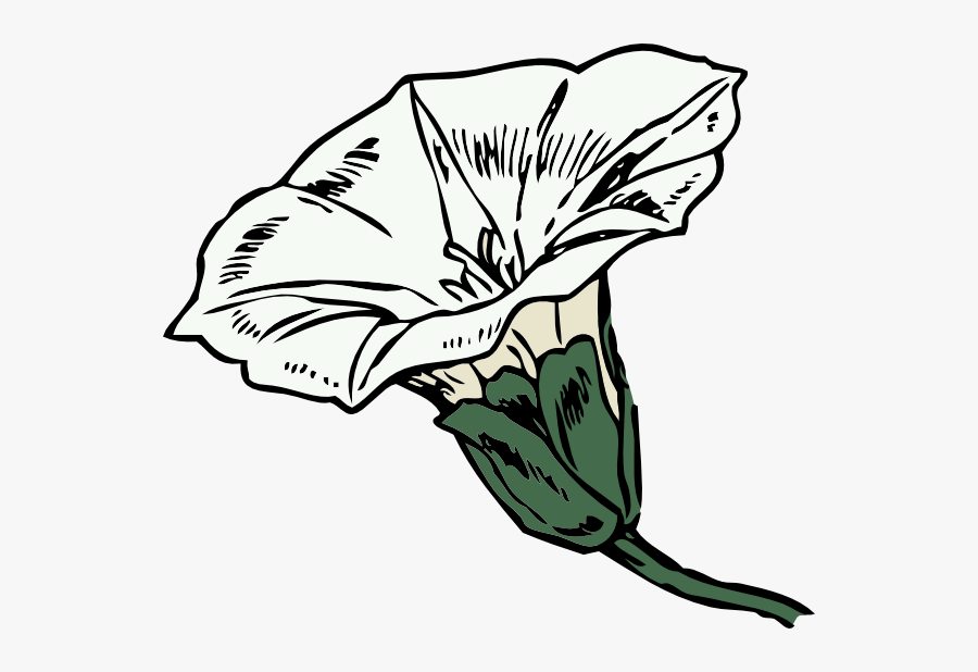 Bindweed Bloom Svg Clip Arts - Bindweed Drawing, Transparent Clipart