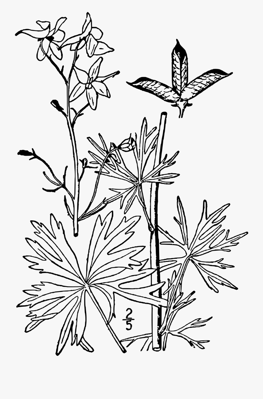 Delphinium Drawing Flower - Delphinium Geyeri Leaves, Transparent Clipart