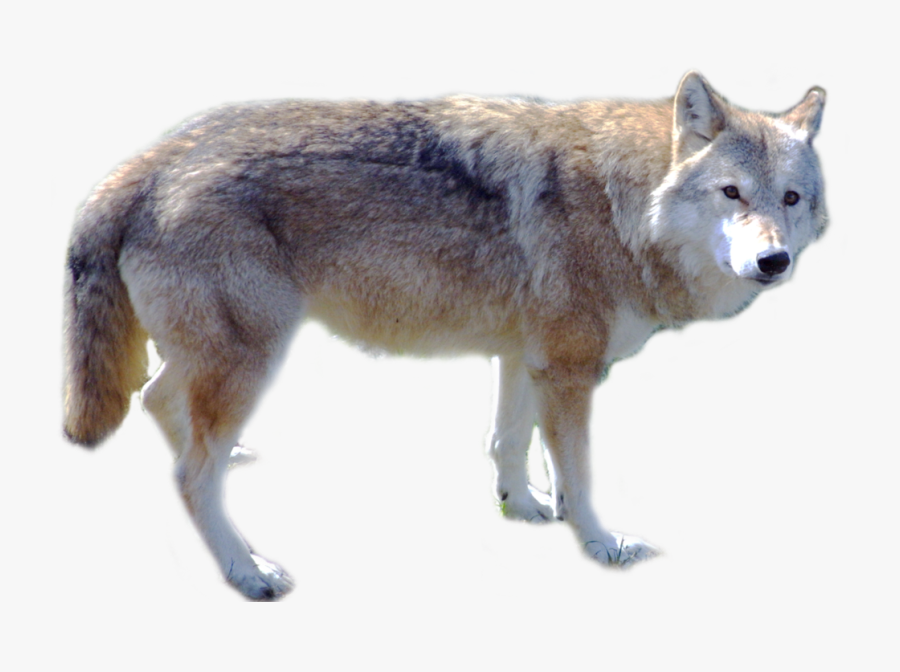 Cute Wolf Standing Png Image - Png Wolf, Transparent Clipart