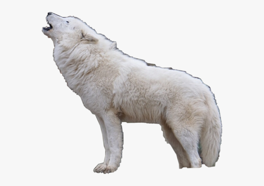#wolf #cute #wolves #nature #supercute #animal #animals - Dog Yawns, Transparent Clipart