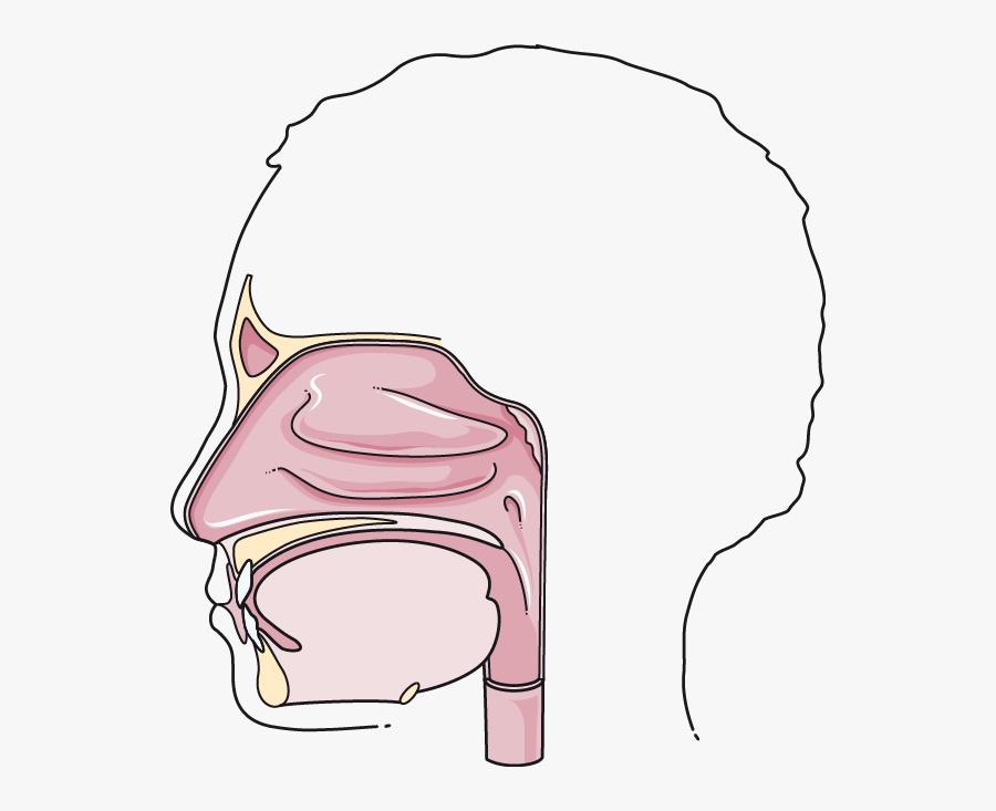 Clipart Mouth Bouche - Cartoon, Transparent Clipart