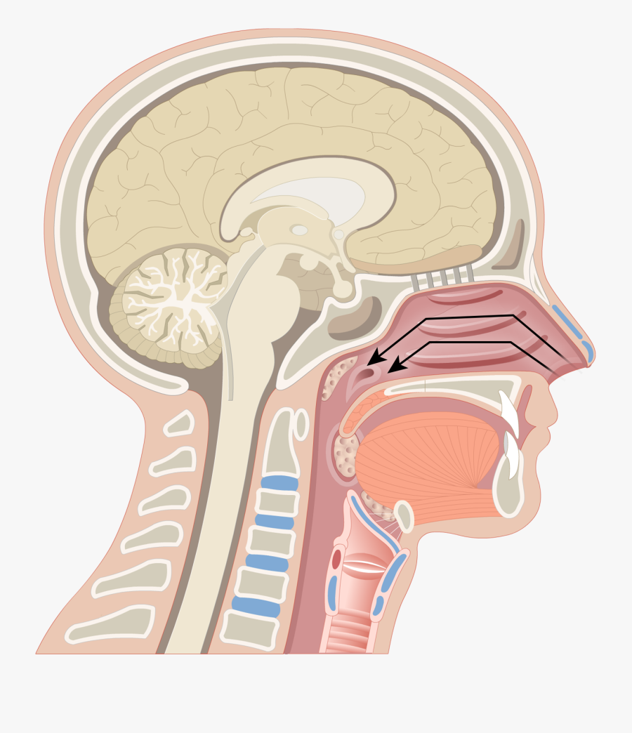 Nasal Cavity - Nasal Cavity Png, Transparent Clipart