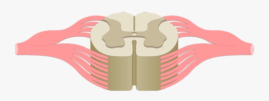 Nose And Nasal Cavity - Blank Spinal Cord Diagram, Transparent Clipart