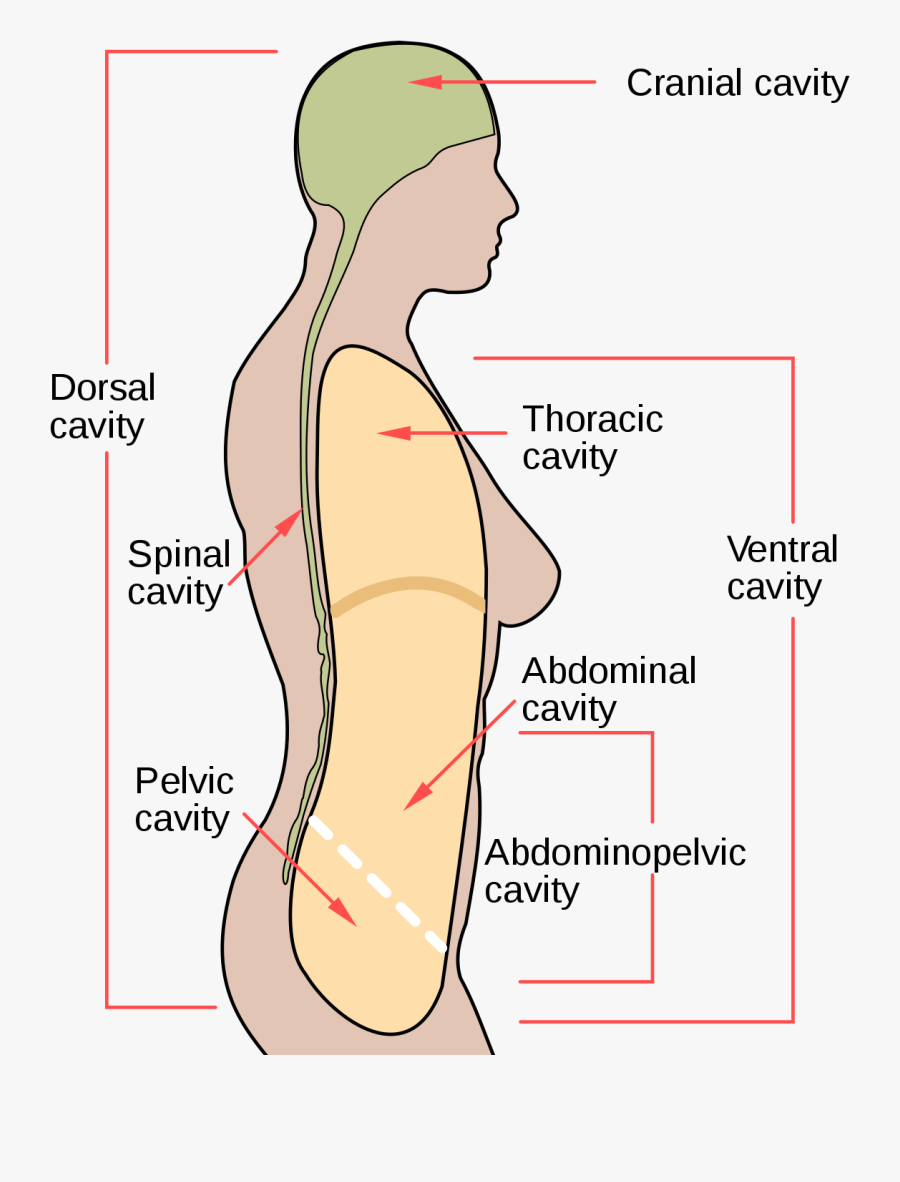 Clip Art Body Cavity Wikipedia - Boundaries Of Anterior Abdominal Wall, Transparent Clipart