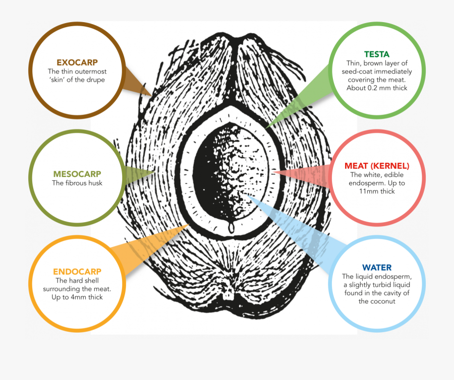 Coconut Clipart Coconut Bunch - Parts Of A Coconut, Transparent Clipart