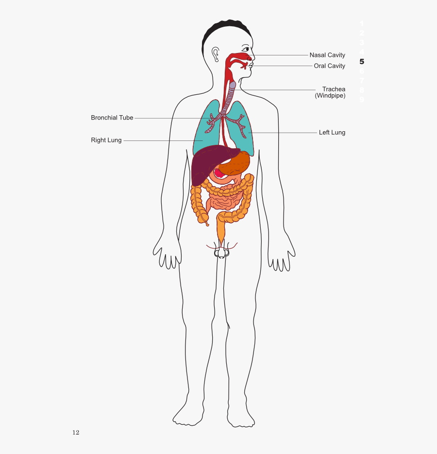Visual Body Maps And "mapping Our Lives - Map Of Your Body, Transparent Clipart