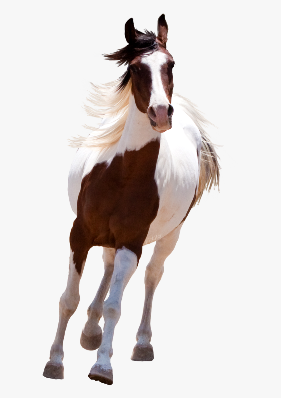 Transparent Horse Png - Picsart Horse Png Hd, Transparent Clipart