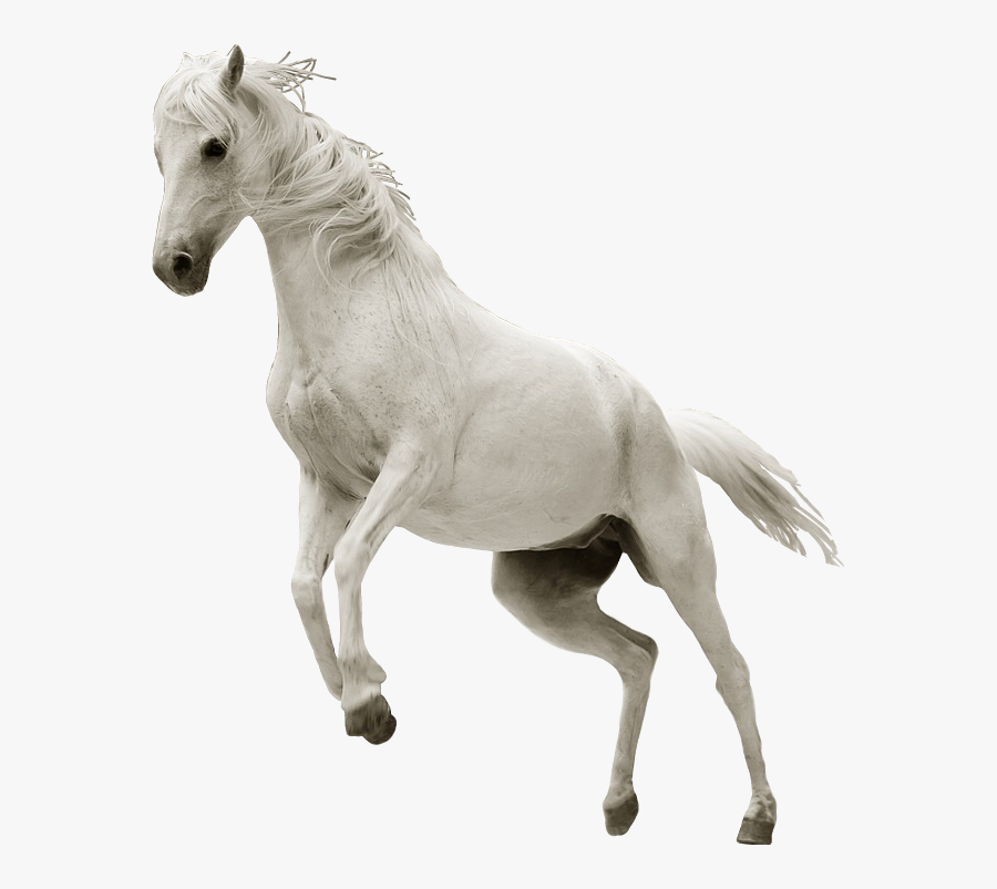 #ftesticker #horse #whitehorse #run #running #animals - White Horse Image .png, Transparent Clipart
