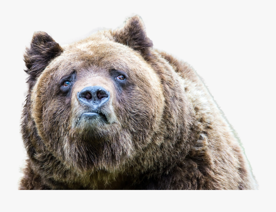 Sad Looking Bear - Bear Meme, Transparent Clipart