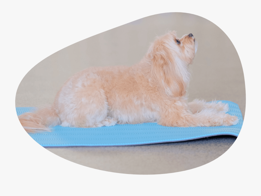 Dog Yoga Class Image - Companion Dog, Transparent Clipart
