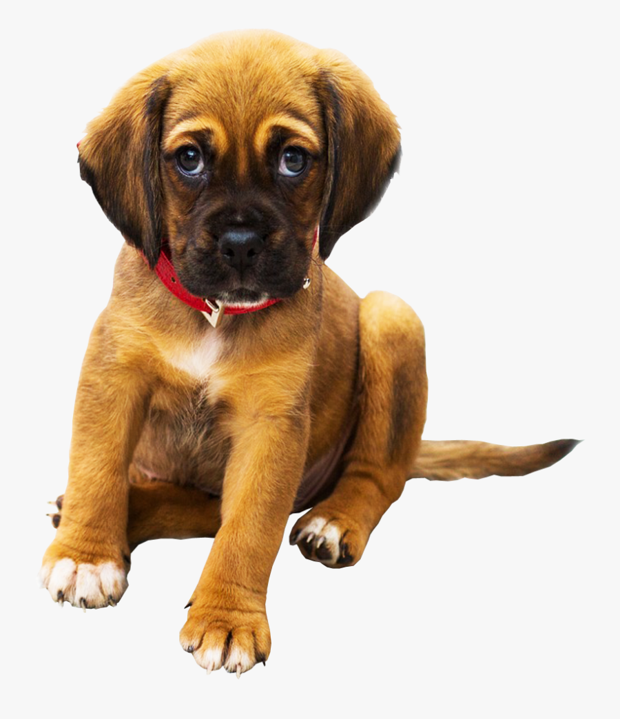 Sad Puppy - Pet Dog Png, Transparent Clipart