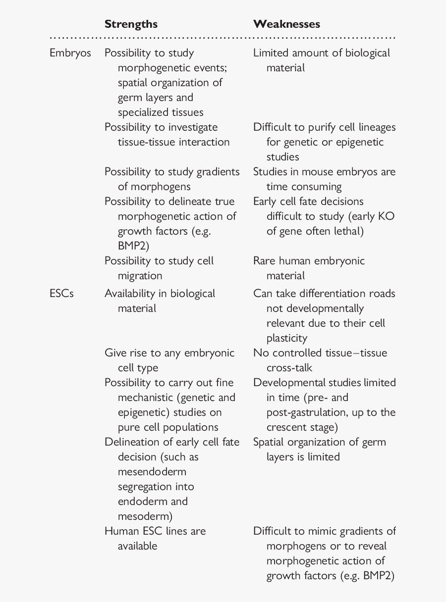 Comparative Strengths And Weaknesses Of Embryos And - Strengths And Weaknesses Of Embryo Research, Transparent Clipart