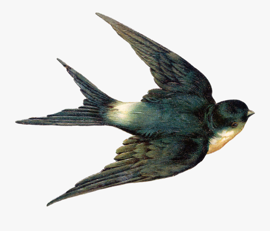 Swallow Png Clipart - Vintage Clip Art Birds, Transparent Clipart