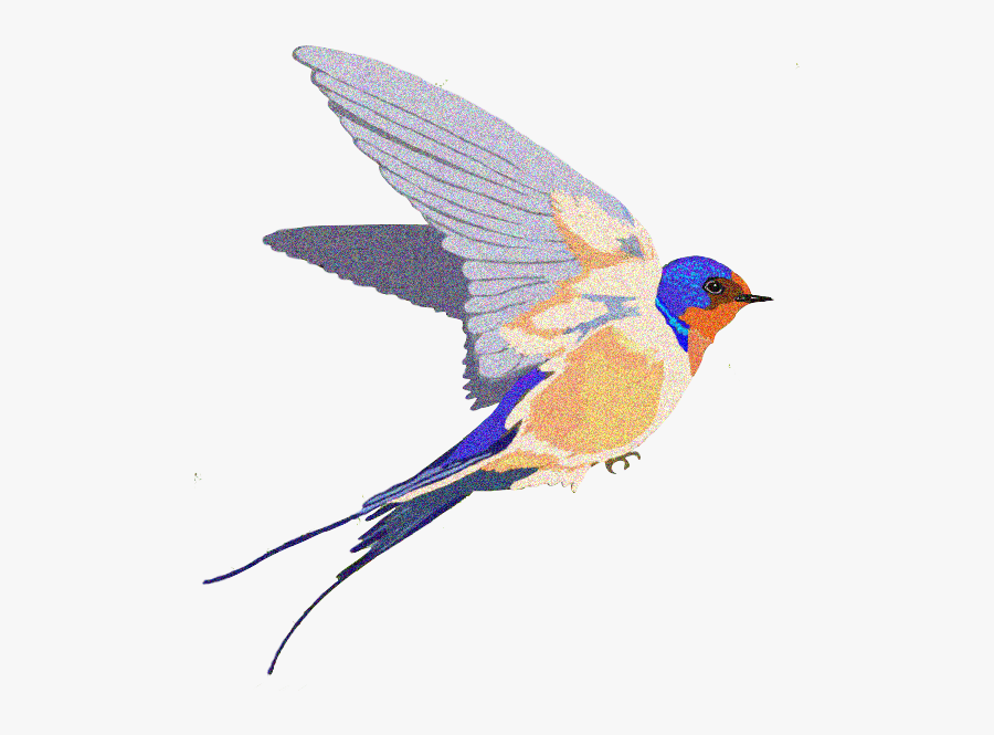 Picture Free Barn Swallow Silhouette At Getdrawings - European Swallow, Transparent Clipart