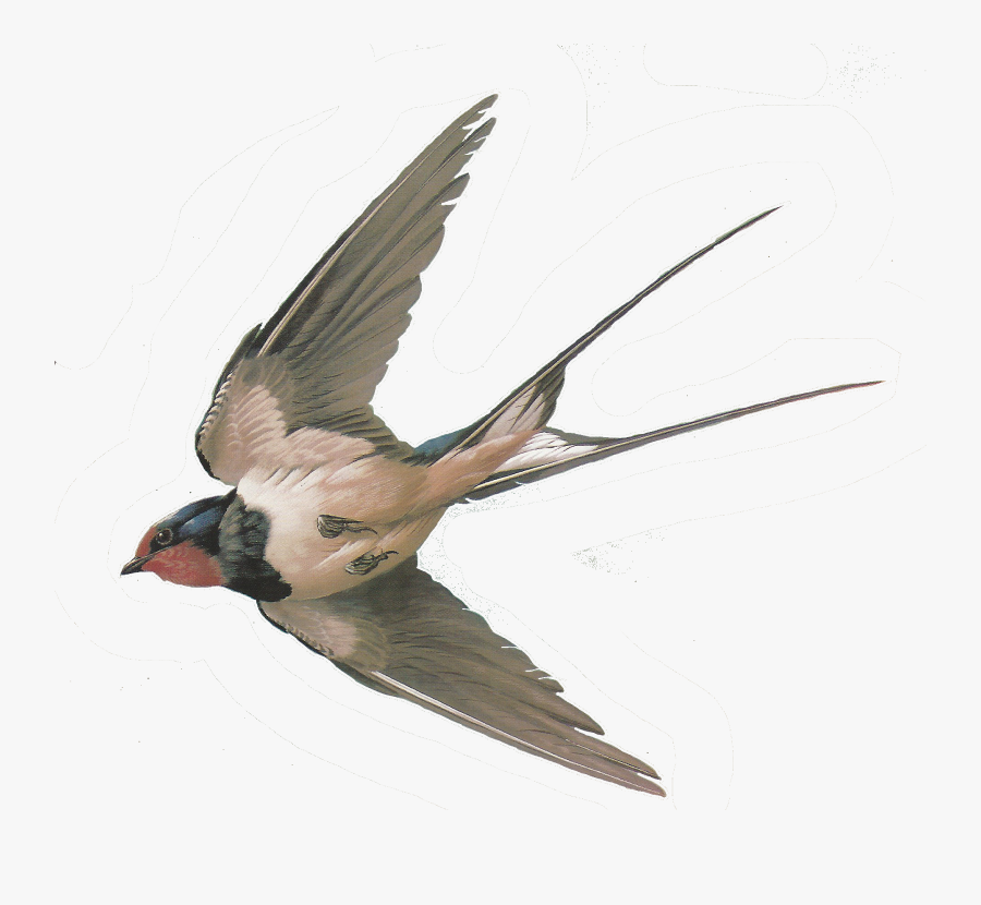 Transparent Bird - Swallow Bird Transparent Background, Transparent Clipart