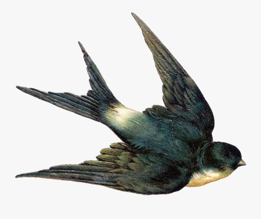 Swallow Bird Png, Transparent Clipart