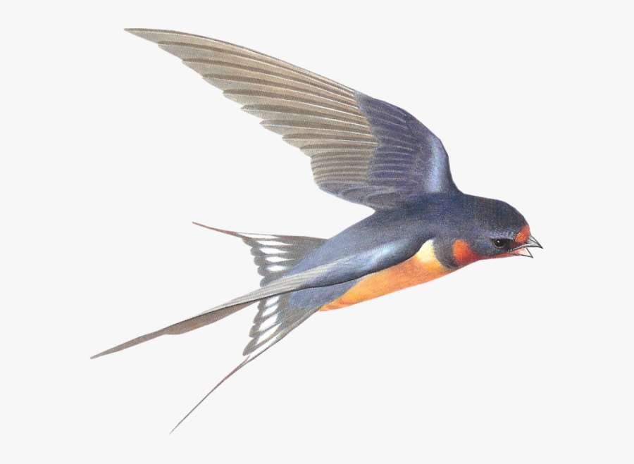 Transparent Swallows Clipart - Swallow Bird Transparent Background, Transparent Clipart