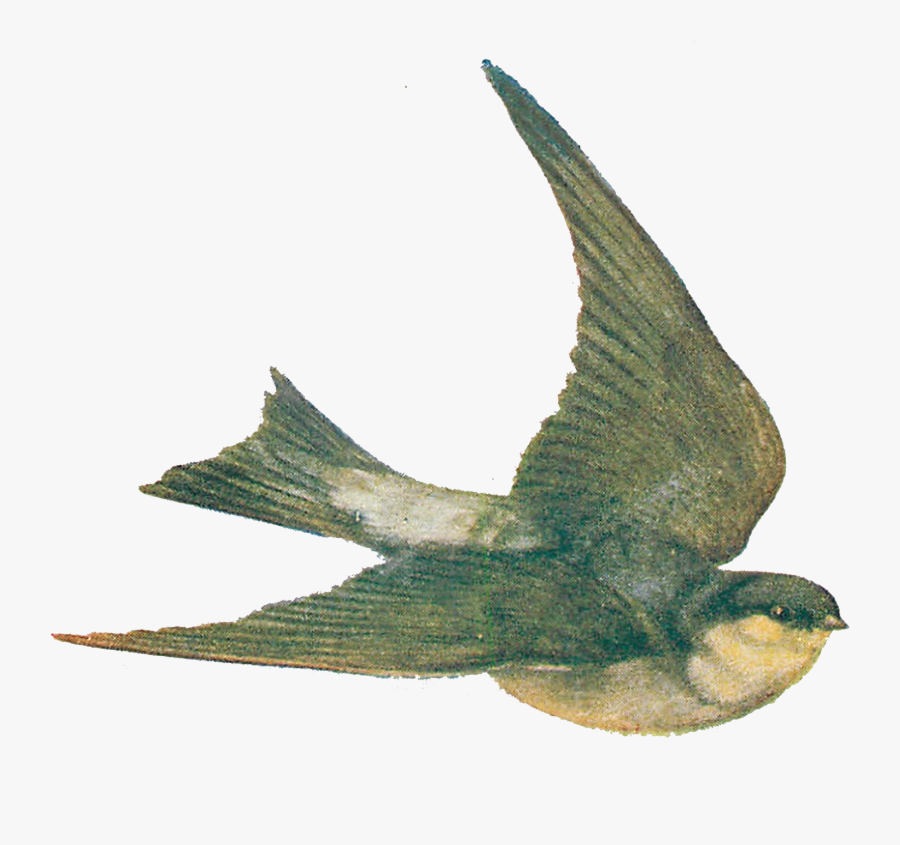 Vintage Bird Transparent, Transparent Clipart