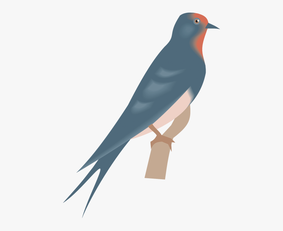 Bird Animal Swallow - Clip Art, Transparent Clipart